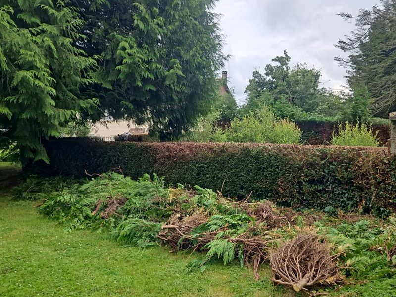 rabattage de haie près de flers